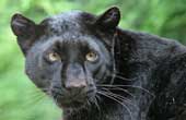 Black Leopard