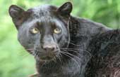 Black Leopard