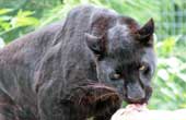 Black Leopard