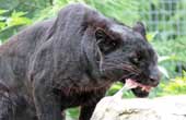Black Leopard