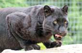 Black Leopard