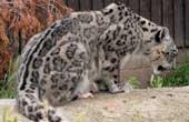 Clouded Leopard