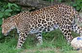 Persian Leopard