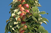 An Apple Tree 2007