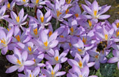 Crocuses Feb 2009
