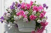 August Hanging Baskets