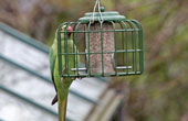 Parakeet on  Feeder