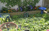 Planting May 2007