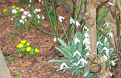 February Snowdrops and winter aconite